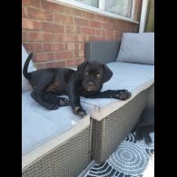 Cane Corso - Both