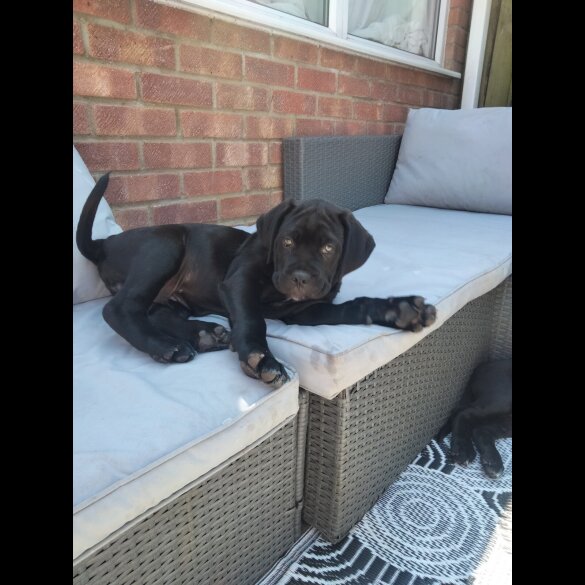 Cane Corso - Both