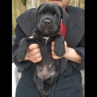 Cane Corso - Both