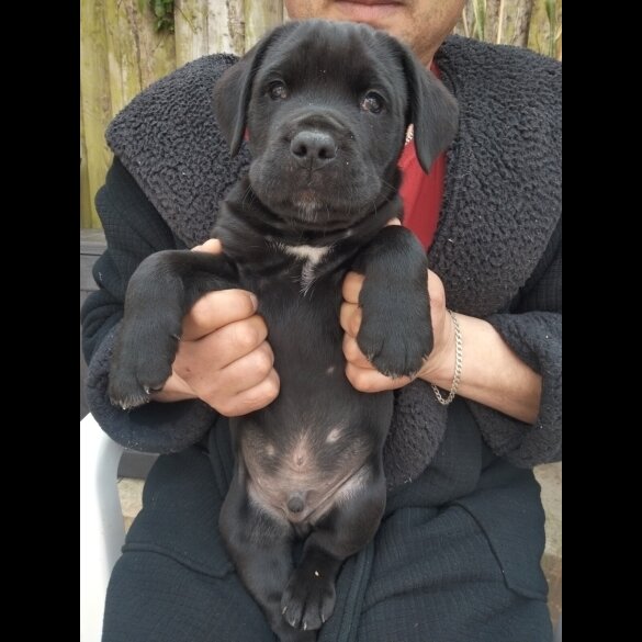 Cane Corso - Both