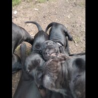 Cane Corso - Both