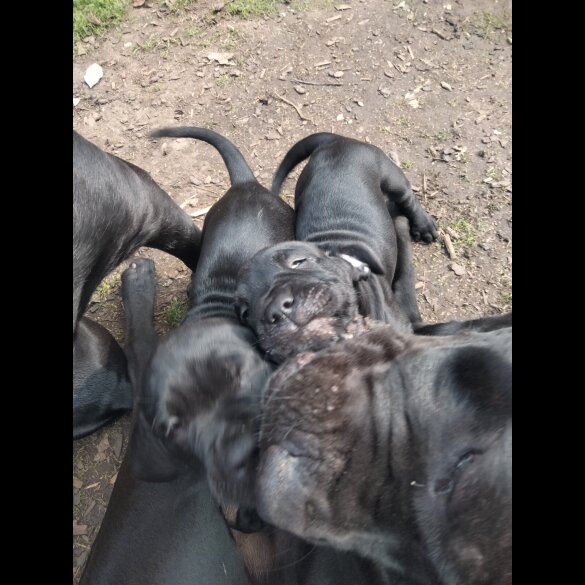 Cane Corso - Both