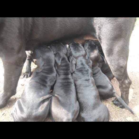 Cane Corso - Both