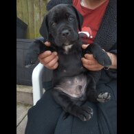 Cane Corso - Both
