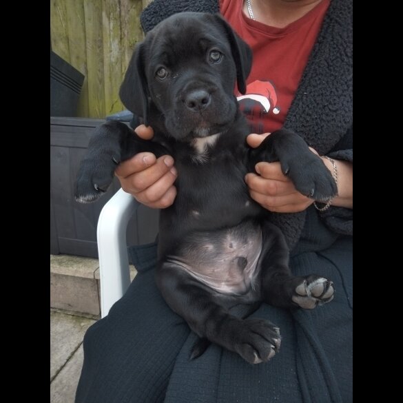 Cane Corso - Both