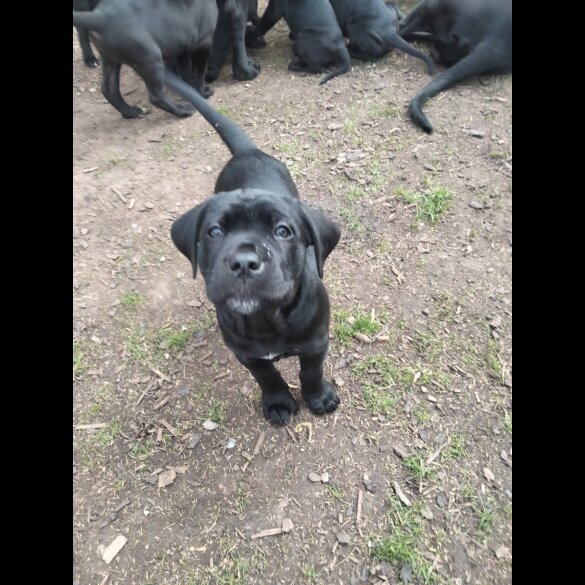 Cane Corso - Both