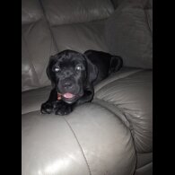 Cane Corso - Both