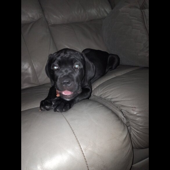 Cane Corso - Both