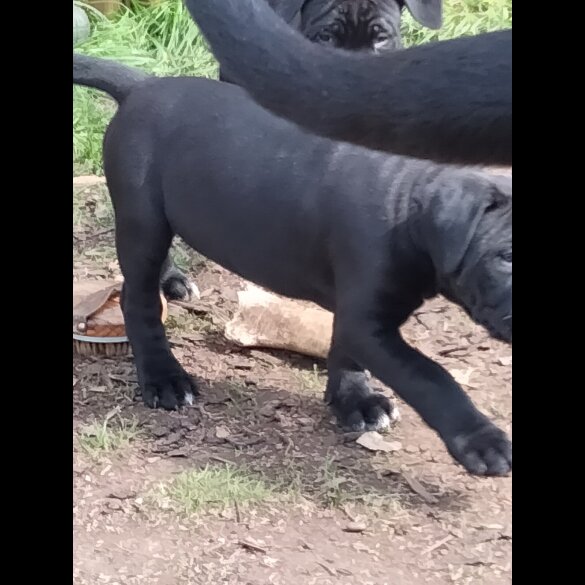 Cane Corso - Both