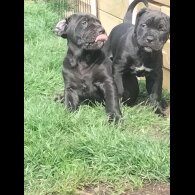 Cane Corso - Both