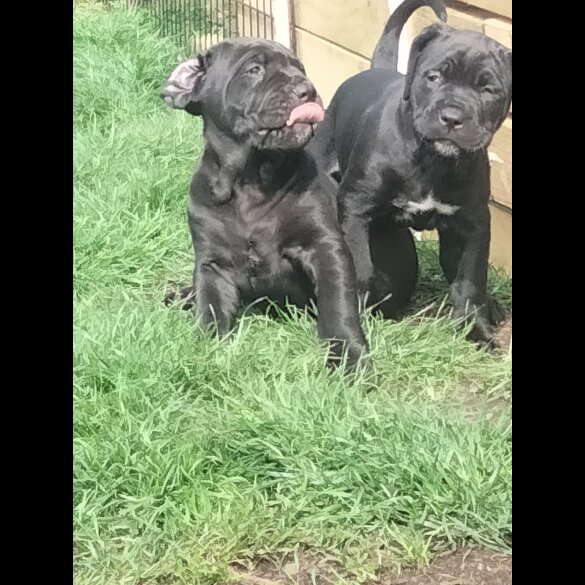 Cane Corso - Both