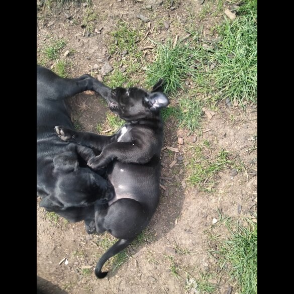 Cane Corso - Both