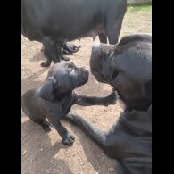 Cane Corso - Both