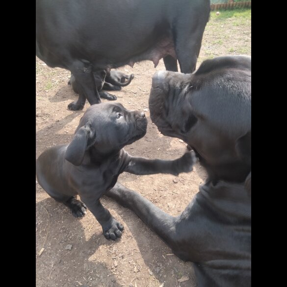 Cane Corso - Both