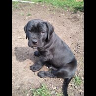 Cane Corso - Both