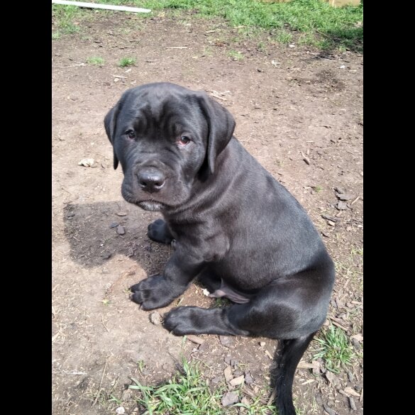 Cane Corso - Both