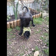 Cane Corso - Both