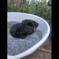 Cane Corso - Both