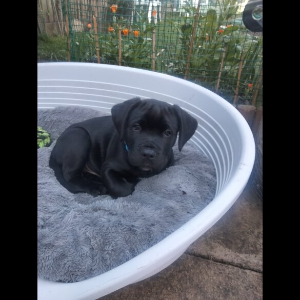 Cane Corso - Both