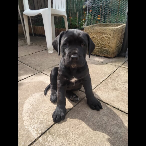 Cane Corso - Both