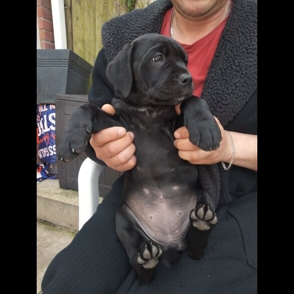 Cane Corso - Both