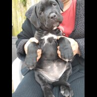 Cane Corso - Both