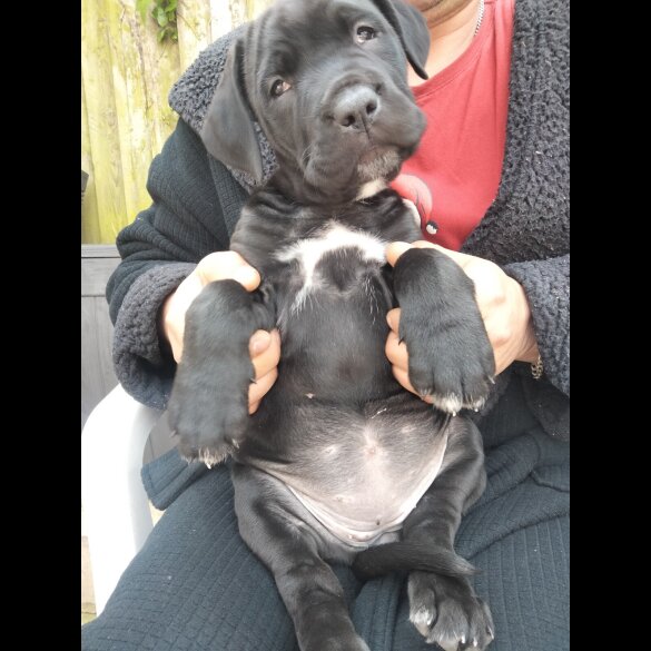 Cane Corso - Both