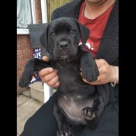 Cane Corso - Both