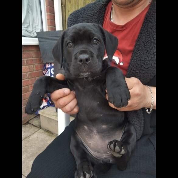 Cane Corso - Both