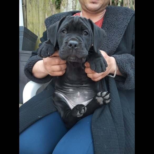 Cane Corso - Both