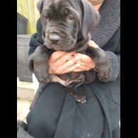 Cane Corso - Both