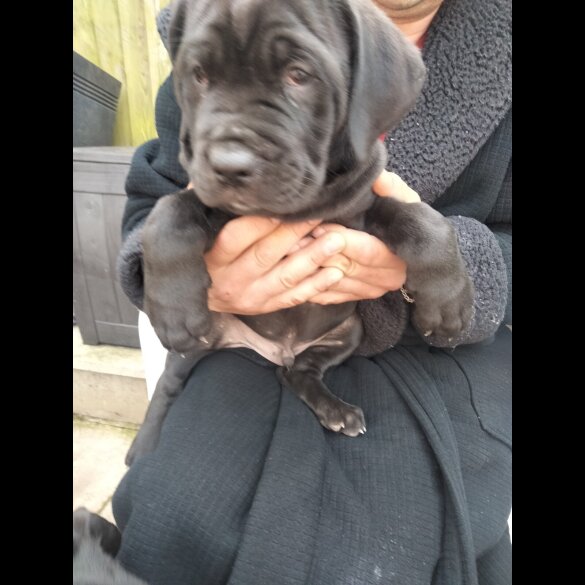 Cane Corso - Both