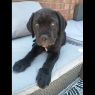 Cane Corso - Both
