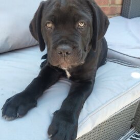 Cane Corso - Both