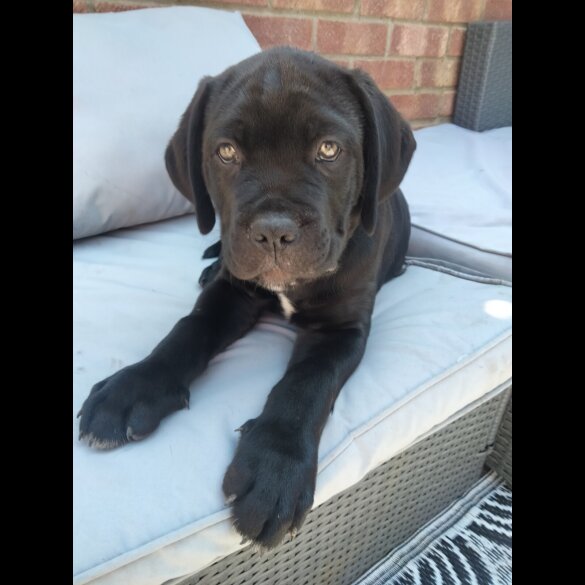 Cane Corso - Both