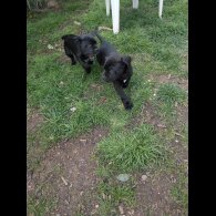 Cane Corso - Both