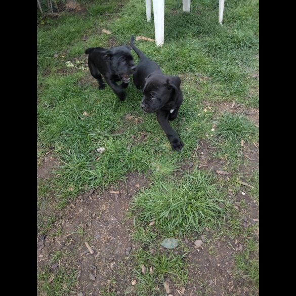 Cane Corso - Both