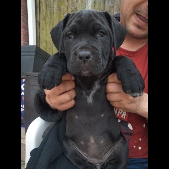 Cane Corso - Both