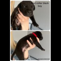 Cane Corso - Both