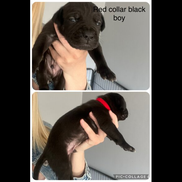 Cane Corso - Both