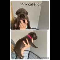 Cane Corso - Both