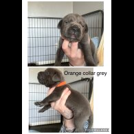Cane Corso - Both
