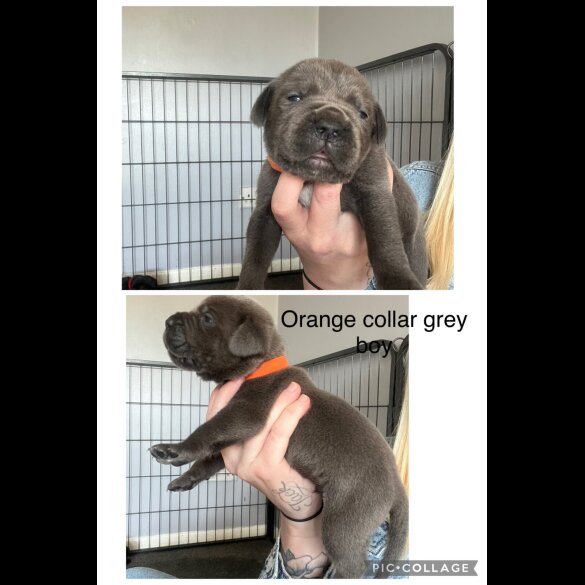 Cane Corso - Both