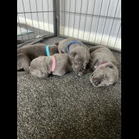 Cane Corso - Both