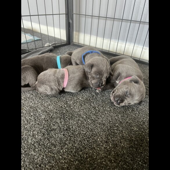 Cane Corso - Both