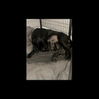 Cane Corso - Both
