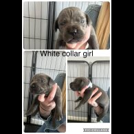 Cane Corso - Both