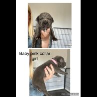 Cane Corso - Both