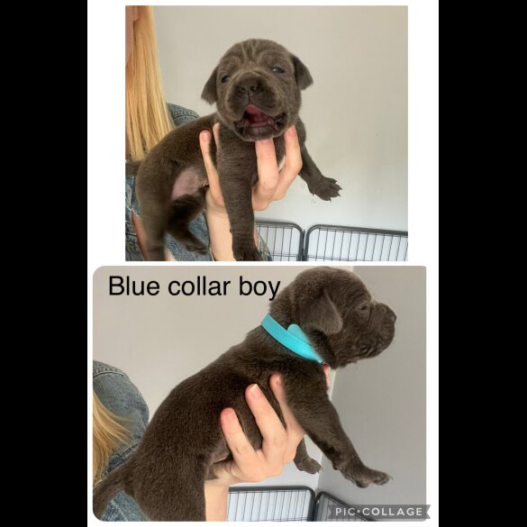 Cane Corso - Both