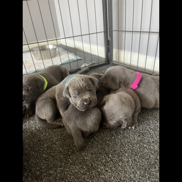 Cane Corso - Both